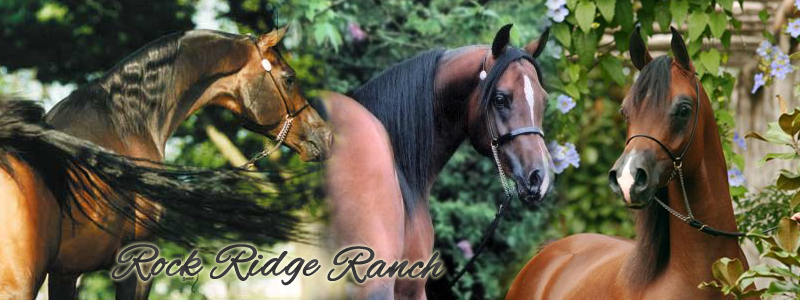horses-ranch